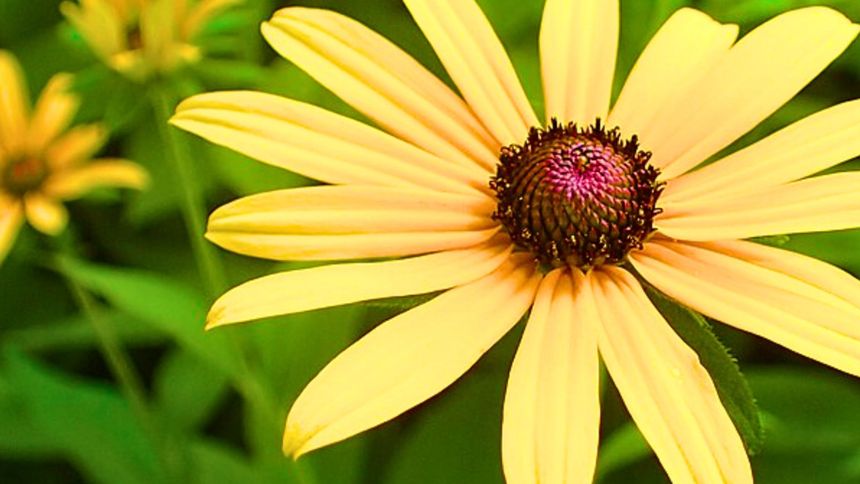 Rudbekia — uprawa, wymagania, ciekawostki 