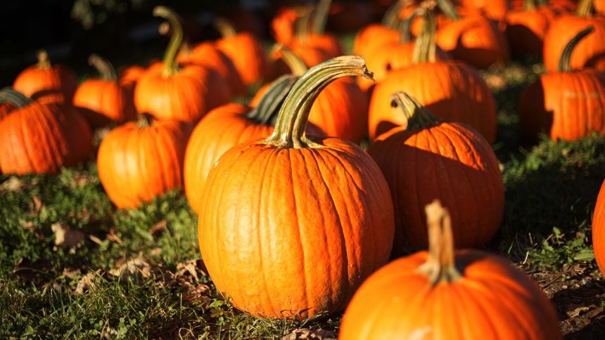 Gigantyczne dynie zyskują coraz większą popularność wśród hodowców.