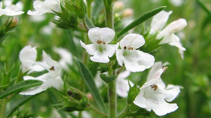 Koniecznie dodaj ten składnik do posiłku (zdjęcie ilustracyjne)