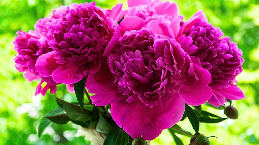 Piwonie - jak pielęgnować? Nawóz, podlewanie