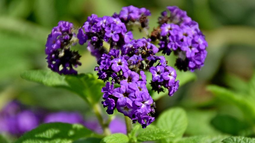 Jak pielęgnować heliotrop peruwiański?