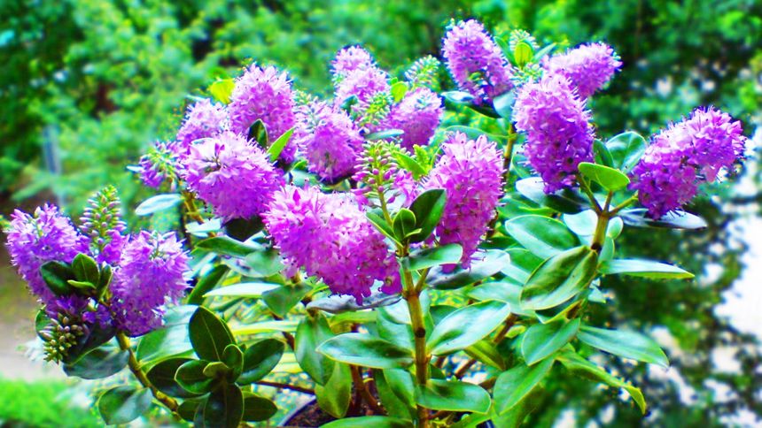 Ta roślina zachwyca całym rokiem