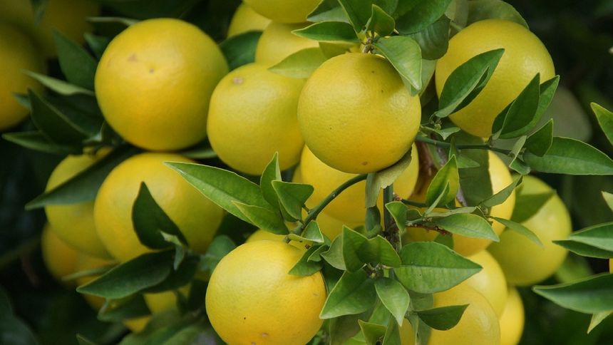 Ten owoc wspomaga wątrobę