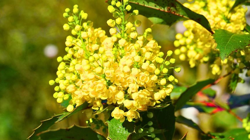 Posadź to zamiast tuj