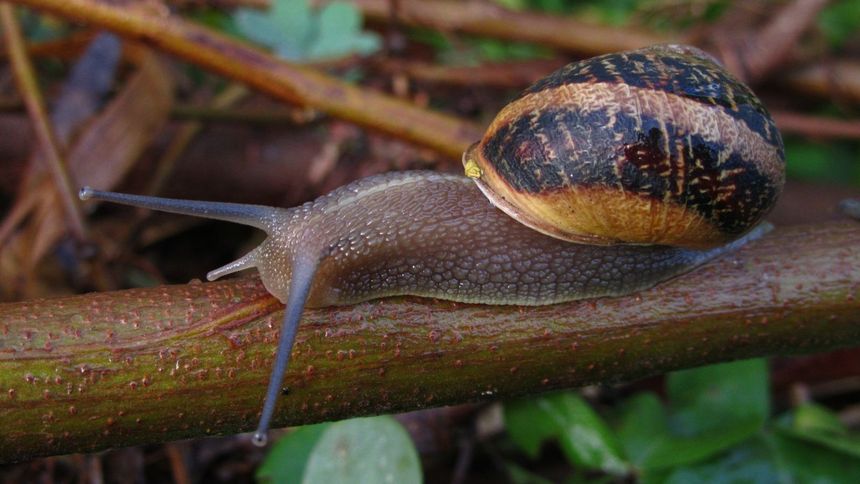 Jak pozbyć się ślimaków z ogrodu?