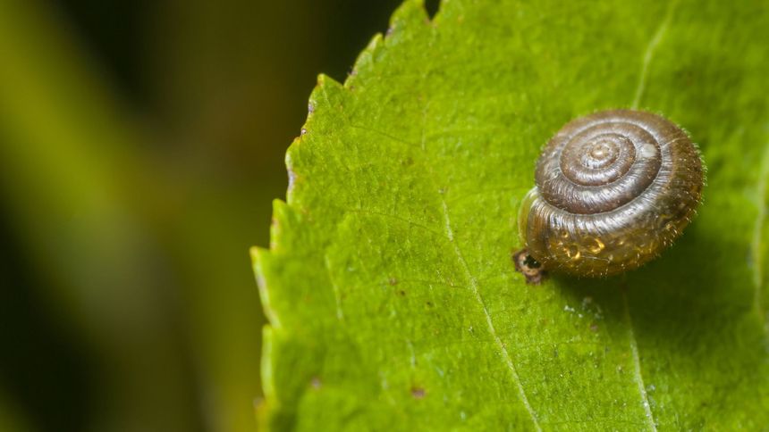 Jak pozbyć się ślimaków?