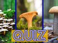 Quiz. Poznajesz te grzyby?