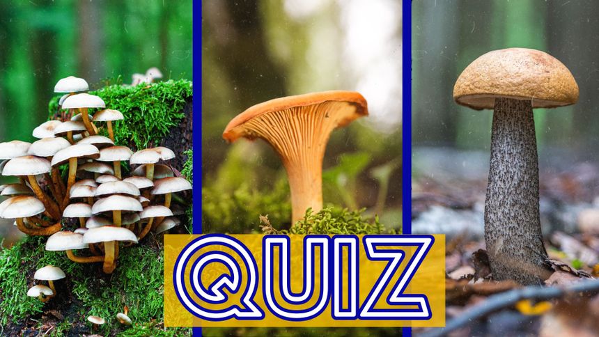 Quiz. Poznajesz te grzyby?