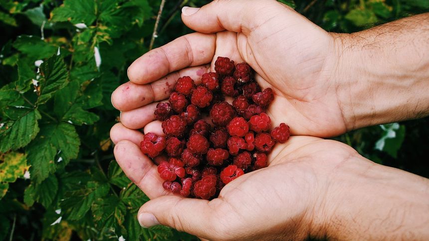 Rozsyp pod malinami w marcu