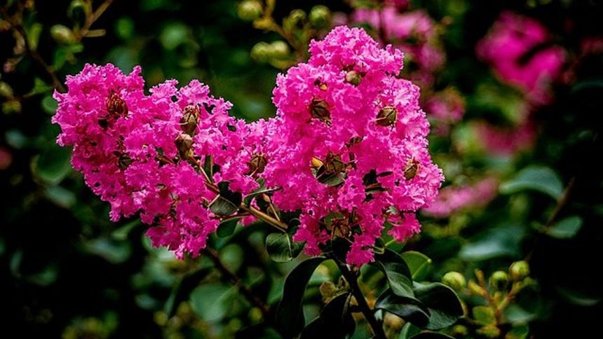 Zmień hortensje na te kwiaty. Będą cieszyć oczy znacznie dłużej