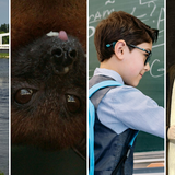 Rzeka Warta, nietoperz, dziecko rozwiązuje przy tablicy zadanie z matematyki, Bona Sforza