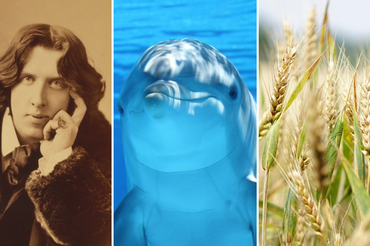 Oscar Wilde, delfin, pszenica