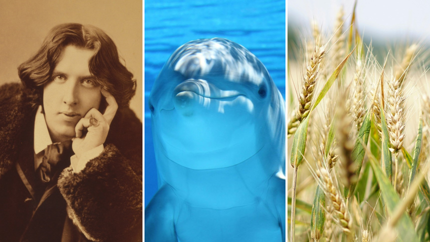 Oscar Wilde, delfin, pszenica
