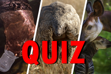 Dziobak, Pangolin, Okapi