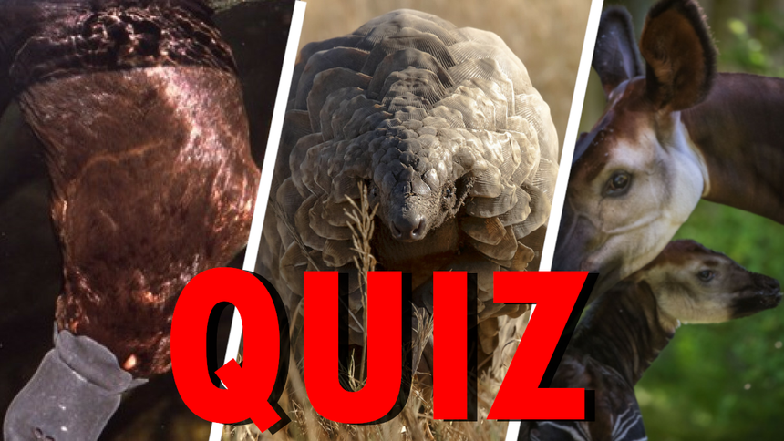 Dziobak, Pangolin, Okapi