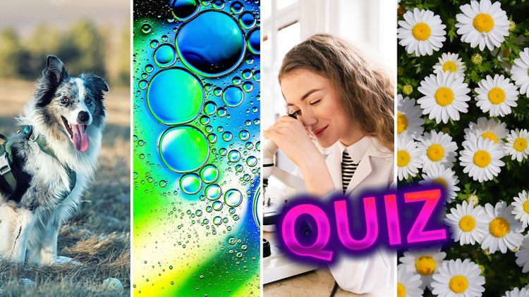 Quiz