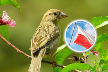 Quiz z przysłów