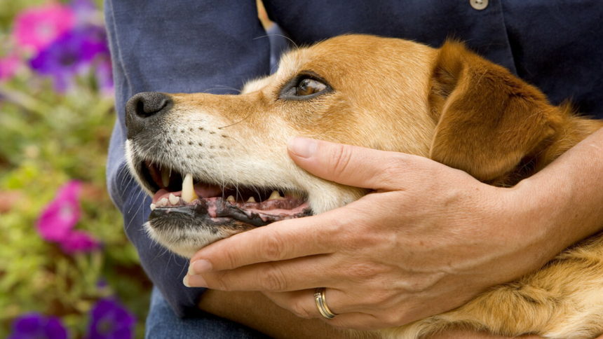 Głaskany piesek - materiał poglądowy