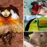 Agama kołnierzasta, Batfish czerwonowargi, Tukan, Wombat