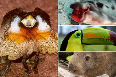 Agama kołnierzasta, Batfish czerwonowargi, Tukan, Wombat