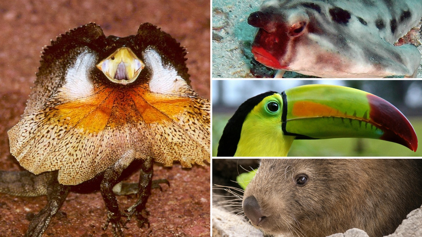 Agama kołnierzasta, Batfish czerwonowargi, Tukan, Wombat
