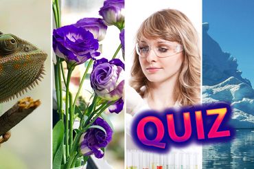 Quiz