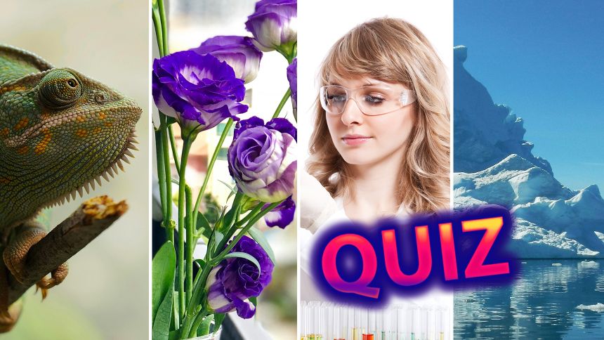 Quiz
