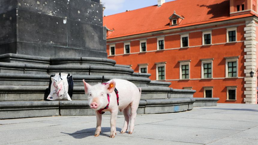Uprowadzono świnię Pupcię