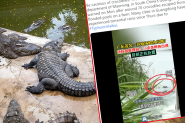 Krokodyle uciekły z hodowli