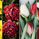 Kwiaty - narcyzy, piwonie, tulipany i dalie