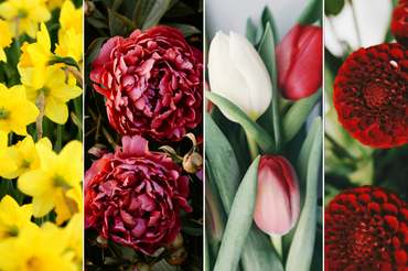Kwiaty - narcyzy, piwonie, tulipany i dalie