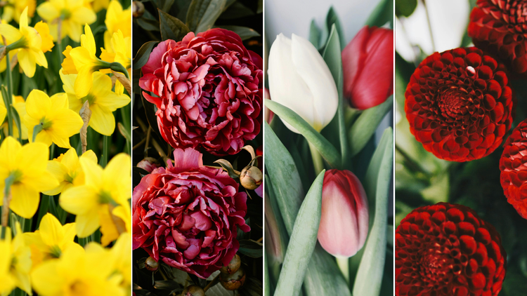 Kwiaty - narcyzy, piwonie, tulipany i dalie