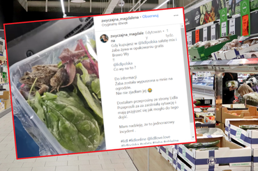 Żywa żaba w opakowaniu sałaty