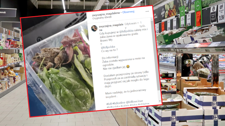 Żywa żaba w opakowaniu sałaty