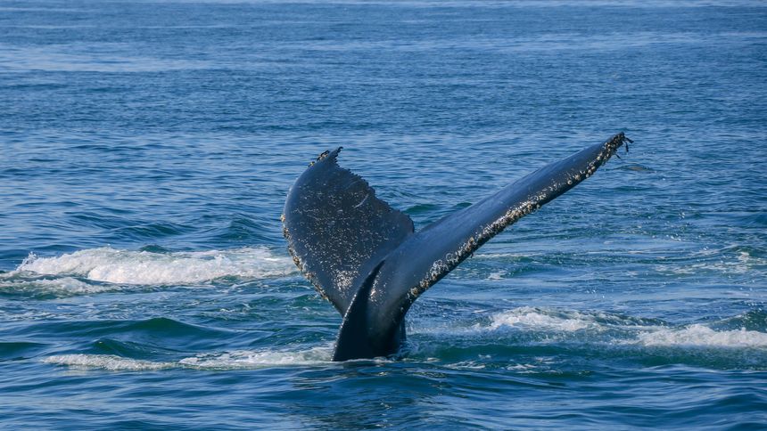 Znalazł na plaży wymiociny wieloryba. Są warte 12 mln zł