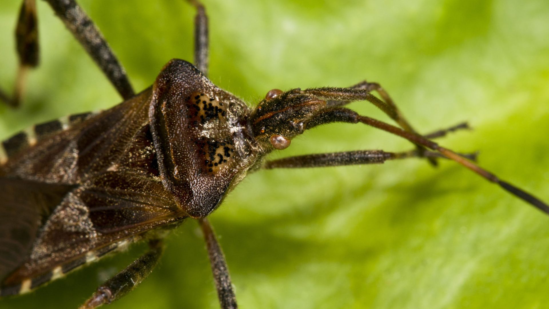 Witikiewicz Insect Wtyk amerykański - czy jest niebezpieczny? - Antyradio
