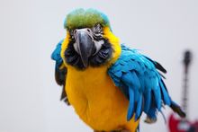 Papuga