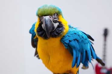 Papuga
