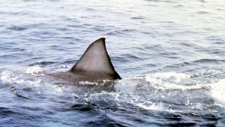 Płetwa grzbietowa rekina w wodzie - materiał poglądowy