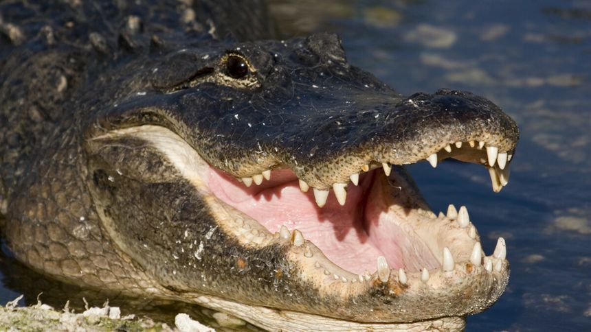 Aligator - materiał poglądowy