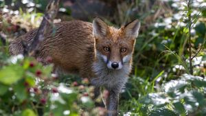 Lis (vulpes vulpes)