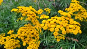 Wraca moda na zielarstwo. Na zdjęciu: wrotycz pospolity