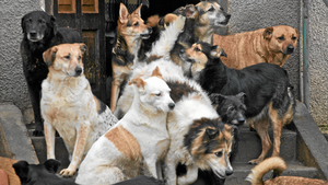 Animal Helper, czyli "112 dla zwierząt" udało się uratować dzięki darczyńcom