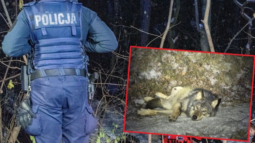 Policja (zdjęcie ilustracyjne)