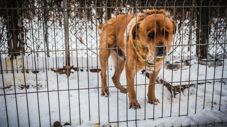 Zimowe wydawanie psów ze schronisk jest ostatnio popularne