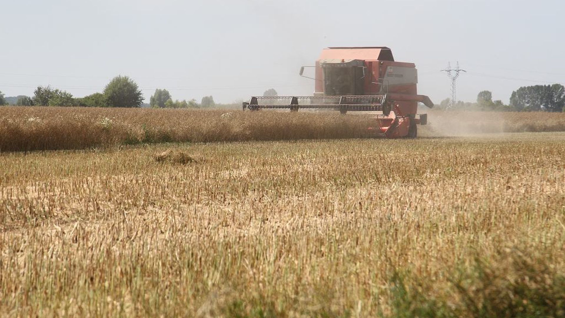 Są żarłoczne i potrafią nawet chodzić po drzewach. Na rolników padł ...