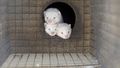 Ferma norek