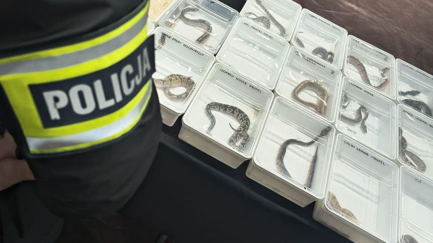 Nielegalny handel zwierzętami egzotycznymi 