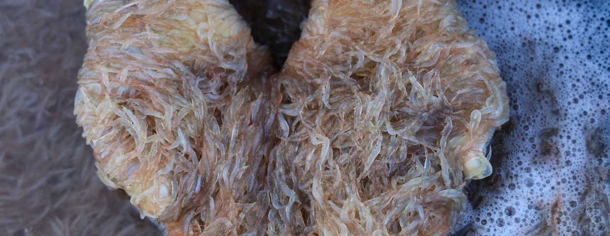 Kryl, przysmak PRL kontra krewetki i owoce morza