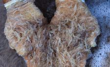 Kryl, przysmak PRL kontra krewetki i owoce morza